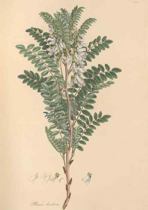 Reproducción/Reproduction 49579316508: Flora Graeca, sive, Plantarum rariorum historia, quas in provinciis aut insulis Graeciae /. Londini :Typis Richardi Taylor et socii, in Vico Shoe-Lane :MDCCCVI-MDCCCXL [1806-1840].. 