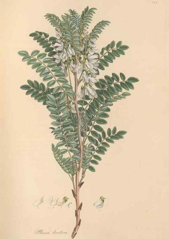 Reproducción/Reproduction 49579316508: Flora Graeca, sive, Plantarum rariorum historia, quas in provinciis aut insulis Graeciae /. Londini :Typis Richardi Taylor et socii, in Vico Shoe-Lane :MDCCCVI-MDCCCXL [1806-1840].. 