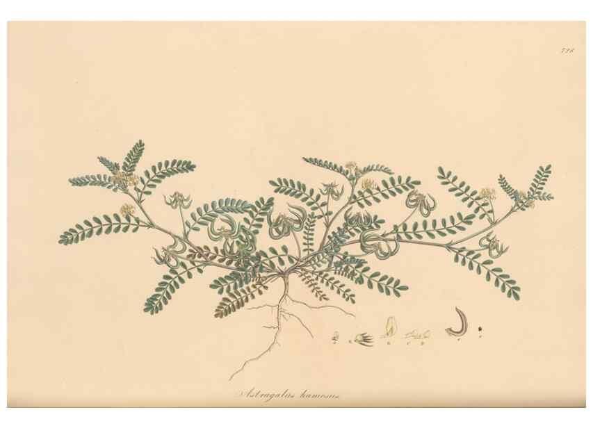 Reproducción/Reproduction 49580047092: Flora Graeca, sive, Plantarum rariorum historia, quas in provinciis aut insulis Graeciae /. Londini :Typis Richardi Taylor et socii, in Vico Shoe-Lane :MDCCCVI-MDCCCXL [1806-1840].. 