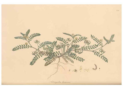 Reproducción/Reproduction 49580047092: Flora Graeca, sive, Plantarum rariorum historia, quas in provinciis aut insulis Graeciae /. Londini :Typis Richardi Taylor et socii, in Vico Shoe-Lane :MDCCCVI-MDCCCXL [1806-1840].. 