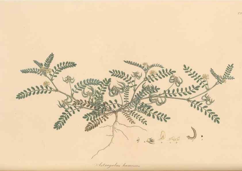 Reproducción/Reproduction 49580047092: Flora Graeca, sive, Plantarum rariorum historia, quas in provinciis aut insulis Graeciae /. Londini :Typis Richardi Taylor et socii, in Vico Shoe-Lane :MDCCCVI-MDCCCXL [1806-1840].. 