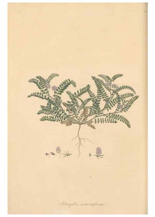 Reproducción/Reproduction 49579317288: Flora Graeca, sive, Plantarum rariorum historia, quas in provinciis aut insulis Graeciae /. Londini :Typis Richardi Taylor et socii, in Vico Shoe-Lane :MDCCCVI-MDCCCXL [1806-1840].. 