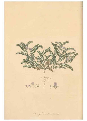 Reproducción/Reproduction 49579317288: Flora Graeca, sive, Plantarum rariorum historia, quas in provinciis aut insulis Graeciae /. Londini :Typis Richardi Taylor et socii, in Vico Shoe-Lane :MDCCCVI-MDCCCXL [1806-1840].. 