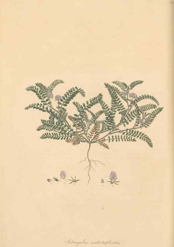 Reproducción/Reproduction 49579317288: Flora Graeca, sive, Plantarum rariorum historia, quas in provinciis aut insulis Graeciae /. Londini :Typis Richardi Taylor et socii, in Vico Shoe-Lane :MDCCCVI-MDCCCXL [1806-1840].. 
