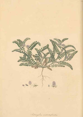 Reproducción/Reproduction 49579317288: Flora Graeca, sive, Plantarum rariorum historia, quas in provinciis aut insulis Graeciae /. Londini :Typis Richardi Taylor et socii, in Vico Shoe-Lane :MDCCCVI-MDCCCXL [1806-1840].. 