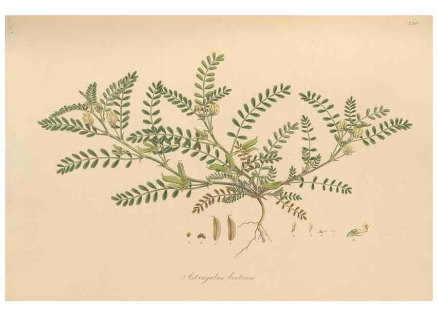 Reproducción/Reproduction 49580047867: Flora Graeca, sive, Plantarum rariorum historia, quas in provinciis aut insulis Graeciae /. Londini :Typis Richardi Taylor et socii, in Vico Shoe-Lane :MDCCCVI-MDCCCXL [1806-1840].. 
