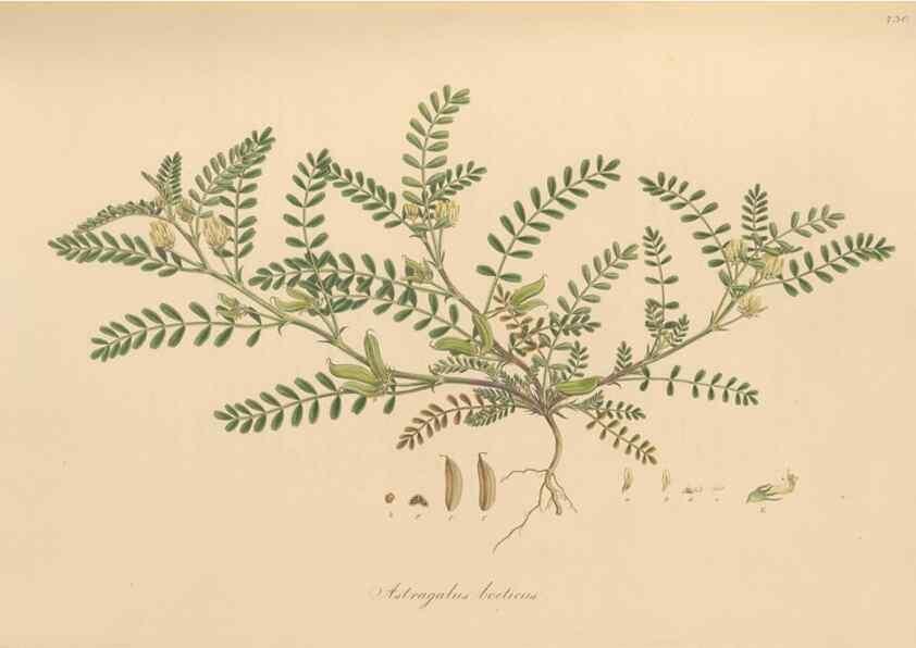 Reproducción/Reproduction 49580047867: Flora Graeca, sive, Plantarum rariorum historia, quas in provinciis aut insulis Graeciae /. Londini :Typis Richardi Taylor et socii, in Vico Shoe-Lane :MDCCCVI-MDCCCXL [1806-1840].. 