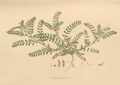 Reproducción/Reproduction 49580047867: Flora Graeca, sive, Plantarum rariorum historia, quas in provinciis aut insulis Graeciae /. Londini :Typis Richardi Taylor et socii, in Vico Shoe-Lane :MDCCCVI-MDCCCXL [1806-1840].. 