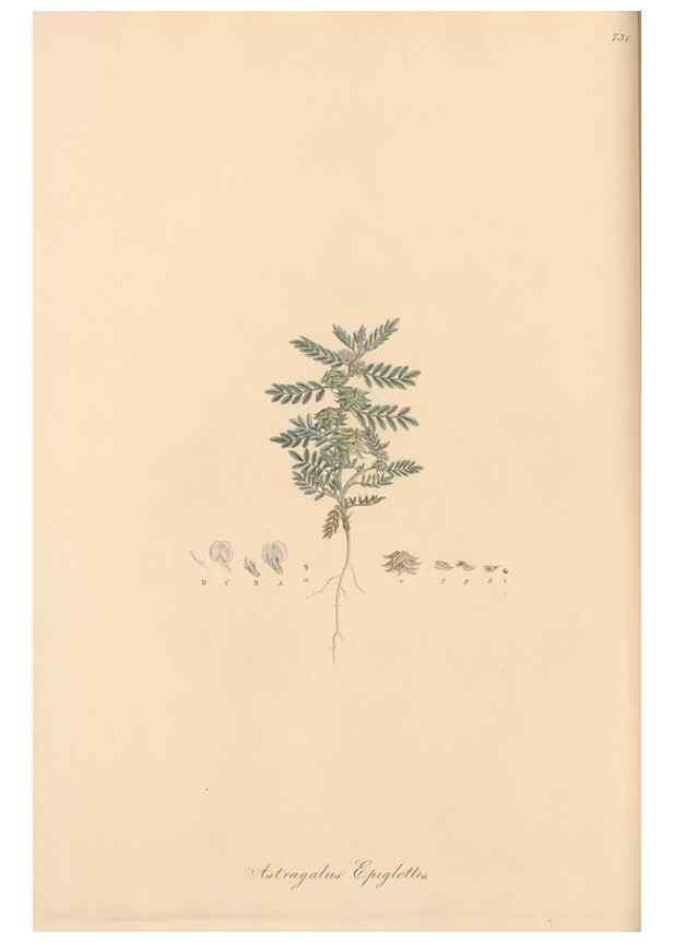 Reproducción/Reproduction 49579821491: Flora Graeca, sive, Plantarum rariorum historia, quas in provinciis aut insulis Graeciae /. Londini :Typis Richardi Taylor et socii, in Vico Shoe-Lane :MDCCCVI-MDCCCXL [1806-1840].. 
