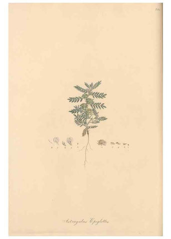 Reproducción/Reproduction 49579821491: Flora Graeca, sive, Plantarum rariorum historia, quas in provinciis aut insulis Graeciae /. Londini :Typis Richardi Taylor et socii, in Vico Shoe-Lane :MDCCCVI-MDCCCXL [1806-1840].. 