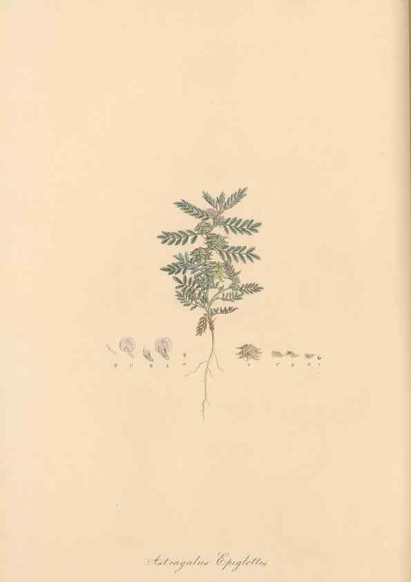 Reproducción/Reproduction 49579821491: Flora Graeca, sive, Plantarum rariorum historia, quas in provinciis aut insulis Graeciae /. Londini :Typis Richardi Taylor et socii, in Vico Shoe-Lane :MDCCCVI-MDCCCXL [1806-1840].. 
