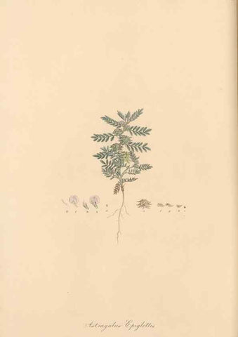 Reproducción/Reproduction 49579821491: Flora Graeca, sive, Plantarum rariorum historia, quas in provinciis aut insulis Graeciae /. Londini :Typis Richardi Taylor et socii, in Vico Shoe-Lane :MDCCCVI-MDCCCXL [1806-1840].. 