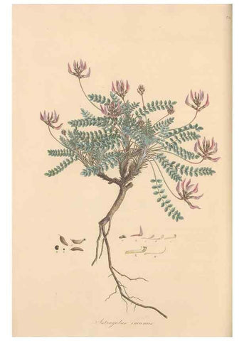 Reproducción/Reproduction 49579318263: Flora Graeca, sive, Plantarum rariorum historia, quas in provinciis aut insulis Graeciae /. Londini :Typis Richardi Taylor et socii, in Vico Shoe-Lane :MDCCCVI-MDCCCXL [1806-1840].. 