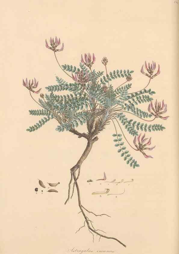 Reproducción/Reproduction 49579318263: Flora Graeca, sive, Plantarum rariorum historia, quas in provinciis aut insulis Graeciae /. Londini :Typis Richardi Taylor et socii, in Vico Shoe-Lane :MDCCCVI-MDCCCXL [1806-1840].. 
