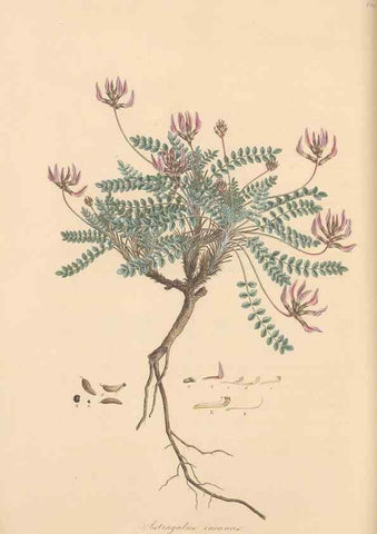 Reproducción/Reproduction 49579318263: Flora Graeca, sive, Plantarum rariorum historia, quas in provinciis aut insulis Graeciae /. Londini :Typis Richardi Taylor et socii, in Vico Shoe-Lane :MDCCCVI-MDCCCXL [1806-1840].. 