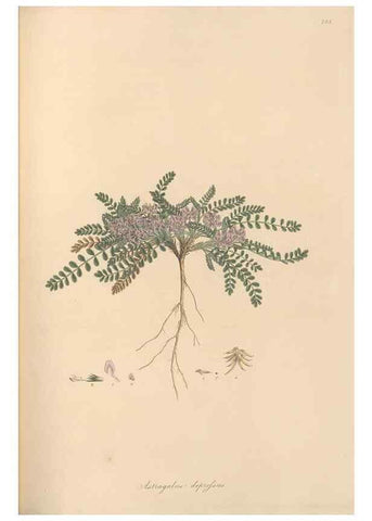 Reproducción/Reproduction 49579822161: Flora Graeca, sive, Plantarum rariorum historia, quas in provinciis aut insulis Graeciae /. Londini :Typis Richardi Taylor et socii, in Vico Shoe-Lane :MDCCCVI-MDCCCXL [1806-1840].. 