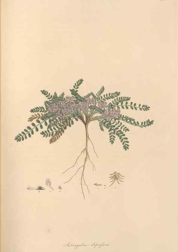 Reproducción/Reproduction 49579822161: Flora Graeca, sive, Plantarum rariorum historia, quas in provinciis aut insulis Graeciae /. Londini :Typis Richardi Taylor et socii, in Vico Shoe-Lane :MDCCCVI-MDCCCXL [1806-1840].. 