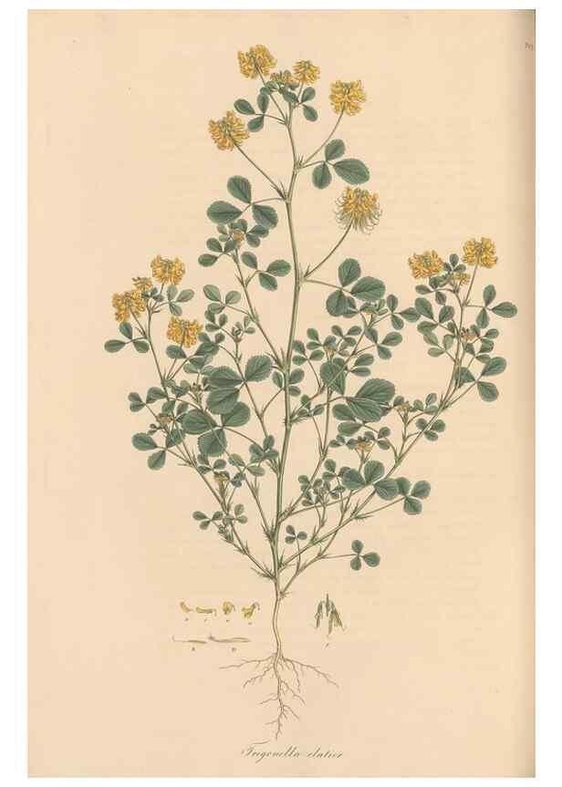 Reproducción/Reproduction 49580060342: Flora Graeca, sive, Plantarum rariorum historia, quas in provinciis aut insulis Graeciae /. Londini :Typis Richardi Taylor et socii, in Vico Shoe-Lane :MDCCCVI-MDCCCXL [1806-1840].. 