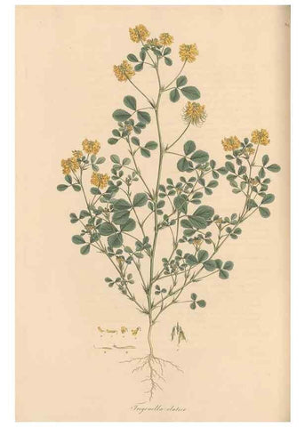 Reproducción/Reproduction 49580060342: Flora Graeca, sive, Plantarum rariorum historia, quas in provinciis aut insulis Graeciae /. Londini :Typis Richardi Taylor et socii, in Vico Shoe-Lane :MDCCCVI-MDCCCXL [1806-1840].. 