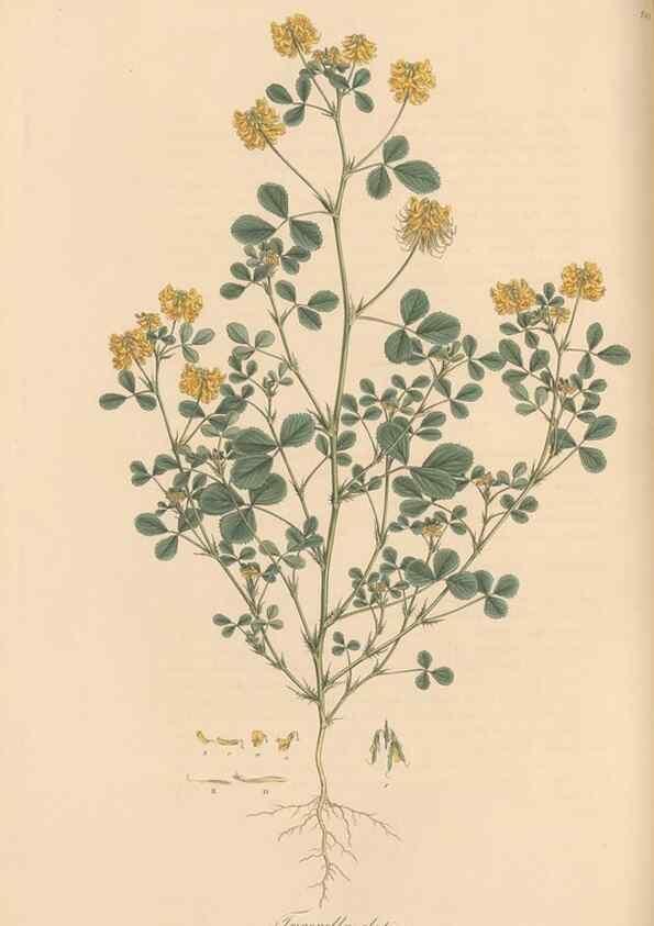 Reproducción/Reproduction 49580060342: Flora Graeca, sive, Plantarum rariorum historia, quas in provinciis aut insulis Graeciae /. Londini :Typis Richardi Taylor et socii, in Vico Shoe-Lane :MDCCCVI-MDCCCXL [1806-1840].. 