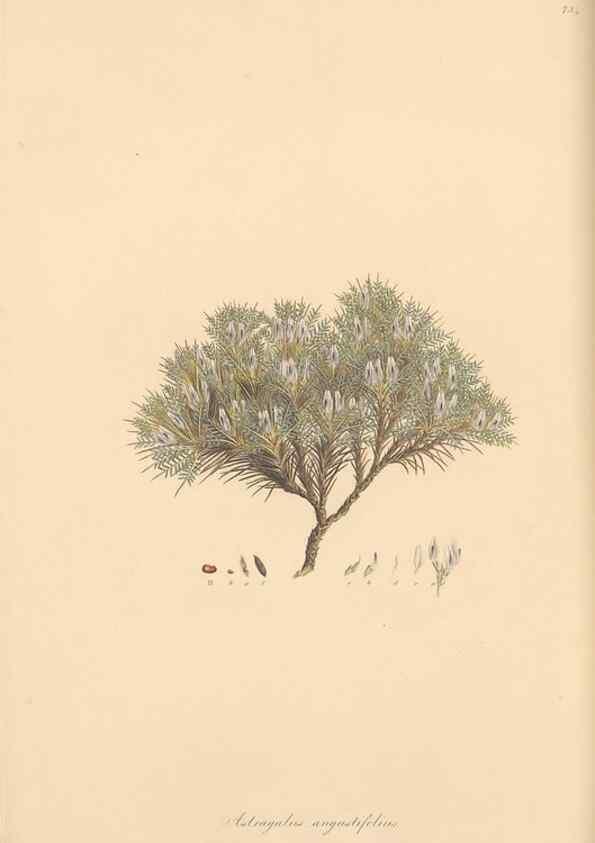 Reproducción/Reproduction 49579822446: Flora Graeca, sive, Plantarum rariorum historia, quas in provinciis aut insulis Graeciae /. Londini :Typis Richardi Taylor et socii, in Vico Shoe-Lane :MDCCCVI-MDCCCXL [1806-1840].. 