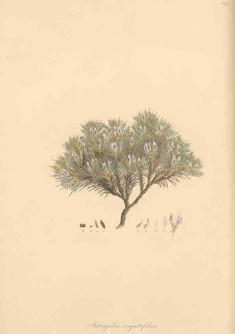 Reproducción/Reproduction 49579822446: Flora Graeca, sive, Plantarum rariorum historia, quas in provinciis aut insulis Graeciae /. Londini :Typis Richardi Taylor et socii, in Vico Shoe-Lane :MDCCCVI-MDCCCXL [1806-1840].. 