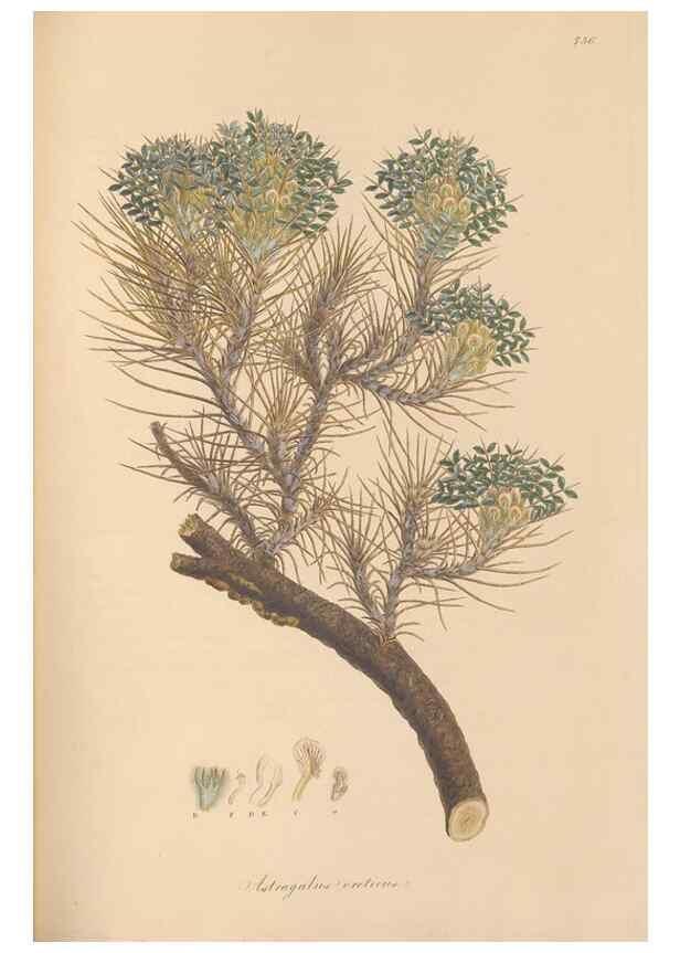 Reproducción/Reproduction 49580050062: Flora Graeca, sive, Plantarum rariorum historia, quas in provinciis aut insulis Graeciae /. Londini :Typis Richardi Taylor et socii, in Vico Shoe-Lane :MDCCCVI-MDCCCXL [1806-1840].. 