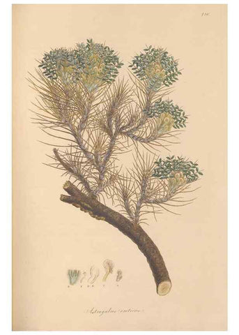 Reproducción/Reproduction 49580050062: Flora Graeca, sive, Plantarum rariorum historia, quas in provinciis aut insulis Graeciae /. Londini :Typis Richardi Taylor et socii, in Vico Shoe-Lane :MDCCCVI-MDCCCXL [1806-1840].. 