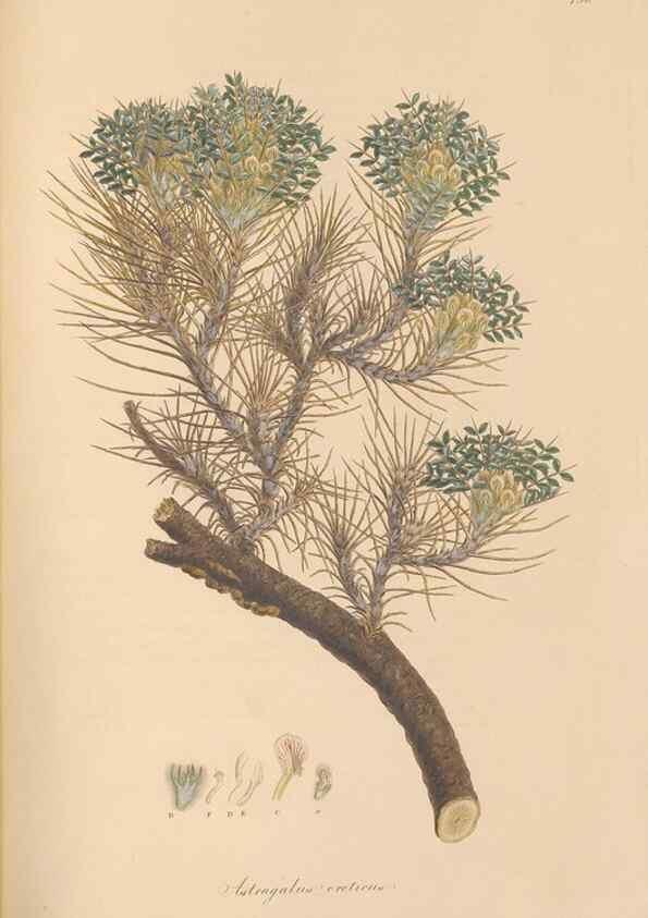 Reproducción/Reproduction 49580050062: Flora Graeca, sive, Plantarum rariorum historia, quas in provinciis aut insulis Graeciae /. Londini :Typis Richardi Taylor et socii, in Vico Shoe-Lane :MDCCCVI-MDCCCXL [1806-1840].. 