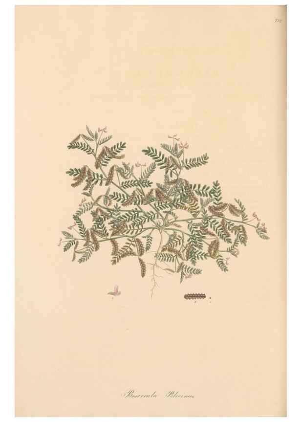 Reproducción/Reproduction 49579320378: Flora Graeca, sive, Plantarum rariorum historia, quas in provinciis aut insulis Graeciae /. Londini :Typis Richardi Taylor et socii, in Vico Shoe-Lane :MDCCCVI-MDCCCXL [1806-1840].. 