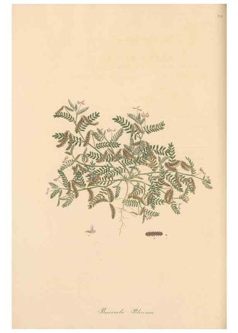 Reproducción/Reproduction 49579320378: Flora Graeca, sive, Plantarum rariorum historia, quas in provinciis aut insulis Graeciae /. Londini :Typis Richardi Taylor et socii, in Vico Shoe-Lane :MDCCCVI-MDCCCXL [1806-1840].. 