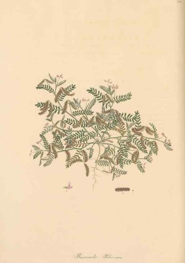Reproducción/Reproduction 49579320378: Flora Graeca, sive, Plantarum rariorum historia, quas in provinciis aut insulis Graeciae /. Londini :Typis Richardi Taylor et socii, in Vico Shoe-Lane :MDCCCVI-MDCCCXL [1806-1840].. 