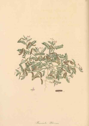 Reproducción/Reproduction 49579320378: Flora Graeca, sive, Plantarum rariorum historia, quas in provinciis aut insulis Graeciae /. Londini :Typis Richardi Taylor et socii, in Vico Shoe-Lane :MDCCCVI-MDCCCXL [1806-1840].. 