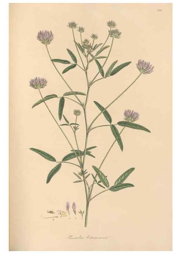Reproducción/Reproduction 49579823991: Flora Graeca, sive, Plantarum rariorum historia, quas in provinciis aut insulis Graeciae /. Londini :Typis Richardi Taylor et socii, in Vico Shoe-Lane :MDCCCVI-MDCCCXL [1806-1840].. 