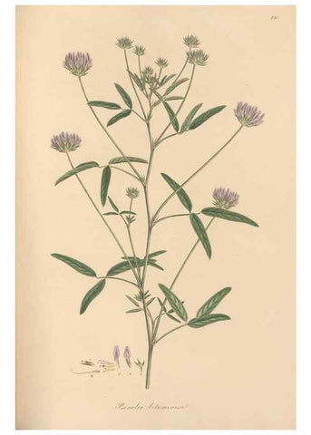 Reproducción/Reproduction 49579823991: Flora Graeca, sive, Plantarum rariorum historia, quas in provinciis aut insulis Graeciae /. Londini :Typis Richardi Taylor et socii, in Vico Shoe-Lane :MDCCCVI-MDCCCXL [1806-1840].. 