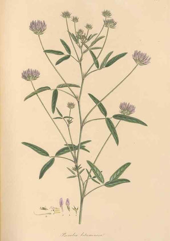 Reproducción/Reproduction 49579823991: Flora Graeca, sive, Plantarum rariorum historia, quas in provinciis aut insulis Graeciae /. Londini :Typis Richardi Taylor et socii, in Vico Shoe-Lane :MDCCCVI-MDCCCXL [1806-1840].. 