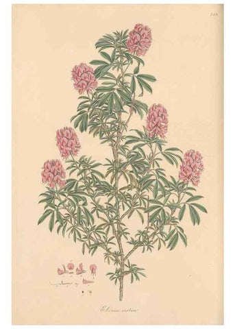 Reproducción/Reproduction 49579321133: Flora Graeca, sive, Plantarum rariorum historia, quas in provinciis aut insulis Graeciae /. Londini :Typis Richardi Taylor et socii, in Vico Shoe-Lane :MDCCCVI-MDCCCXL [1806-1840].. 
