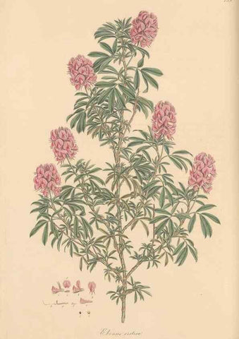 Reproducción/Reproduction 49579321133: Flora Graeca, sive, Plantarum rariorum historia, quas in provinciis aut insulis Graeciae /. Londini :Typis Richardi Taylor et socii, in Vico Shoe-Lane :MDCCCVI-MDCCCXL [1806-1840].. 