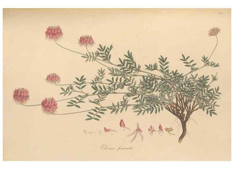 Reproducción/Reproduction 49580051652: Flora Graeca, sive, Plantarum rariorum historia, quas in provinciis aut insulis Graeciae /. Londini :Typis Richardi Taylor et socii, in Vico Shoe-Lane :MDCCCVI-MDCCCXL [1806-1840].. 