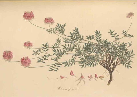 Reproducción/Reproduction 49580051652: Flora Graeca, sive, Plantarum rariorum historia, quas in provinciis aut insulis Graeciae /. Londini :Typis Richardi Taylor et socii, in Vico Shoe-Lane :MDCCCVI-MDCCCXL [1806-1840].. 