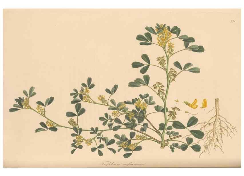 Reproducción/Reproduction 49579825036: Flora Graeca, sive, Plantarum rariorum historia, quas in provinciis aut insulis Graeciae /. Londini :Typis Richardi Taylor et socii, in Vico Shoe-Lane :MDCCCVI-MDCCCXL [1806-1840].. 