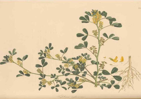 Reproducción/Reproduction 49579825036: Flora Graeca, sive, Plantarum rariorum historia, quas in provinciis aut insulis Graeciae /. Londini :Typis Richardi Taylor et socii, in Vico Shoe-Lane :MDCCCVI-MDCCCXL [1806-1840].. 