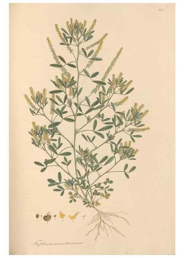 Reproducción/Reproduction 49579322443: Flora Graeca, sive, Plantarum rariorum historia, quas in provinciis aut insulis Graeciae /. Londini :Typis Richardi Taylor et socii, in Vico Shoe-Lane :MDCCCVI-MDCCCXL [1806-1840].. 