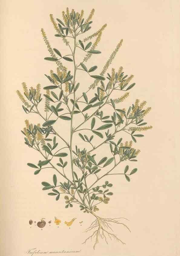 Reproducción/Reproduction 49579322443: Flora Graeca, sive, Plantarum rariorum historia, quas in provinciis aut insulis Graeciae /. Londini :Typis Richardi Taylor et socii, in Vico Shoe-Lane :MDCCCVI-MDCCCXL [1806-1840].. 