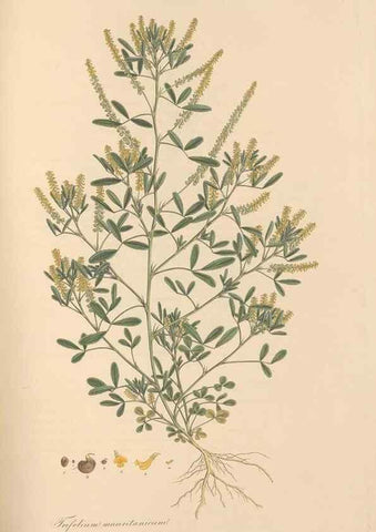 Reproducción/Reproduction 49579322443: Flora Graeca, sive, Plantarum rariorum historia, quas in provinciis aut insulis Graeciae /. Londini :Typis Richardi Taylor et socii, in Vico Shoe-Lane :MDCCCVI-MDCCCXL [1806-1840].. 