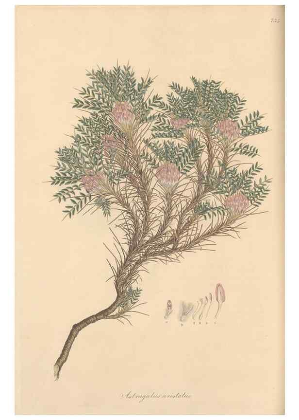 Reproducción/Reproduction 49579822866: Flora Graeca, sive, Plantarum rariorum historia, quas in provinciis aut insulis Graeciae /. Londini :Typis Richardi Taylor et socii, in Vico Shoe-Lane :MDCCCVI-MDCCCXL [1806-1840].. 