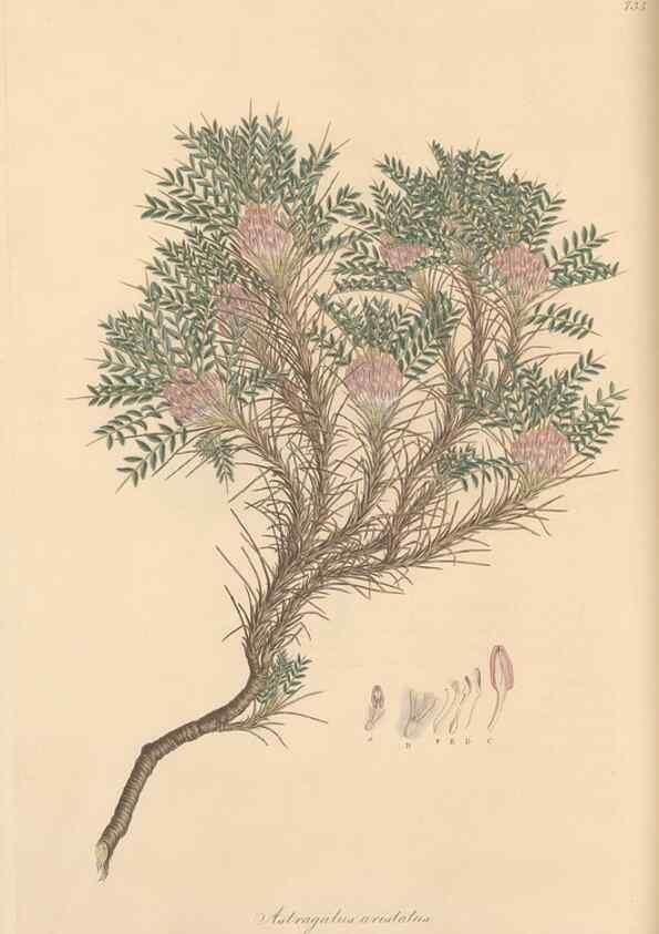 Reproducción/Reproduction 49579822866: Flora Graeca, sive, Plantarum rariorum historia, quas in provinciis aut insulis Graeciae /. Londini :Typis Richardi Taylor et socii, in Vico Shoe-Lane :MDCCCVI-MDCCCXL [1806-1840].. 