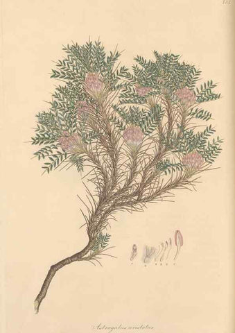 Reproducción/Reproduction 49579822866: Flora Graeca, sive, Plantarum rariorum historia, quas in provinciis aut insulis Graeciae /. Londini :Typis Richardi Taylor et socii, in Vico Shoe-Lane :MDCCCVI-MDCCCXL [1806-1840].. 