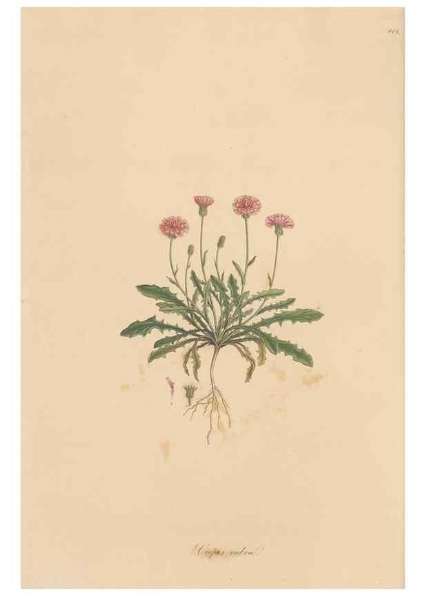Reproducción/Reproduction 49579885491: Flora Graeca, sive, Plantarum rariorum historia, quas in provinciis aut insulis Graeciae /. Londini :Typis Richardi Taylor et socii, in Vico Shoe-Lane :MDCCCVI-MDCCCXL [1806-1840].. 