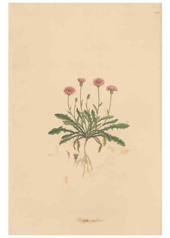 Reproducción/Reproduction 49579885491: Flora Graeca, sive, Plantarum rariorum historia, quas in provinciis aut insulis Graeciae /. Londini :Typis Richardi Taylor et socii, in Vico Shoe-Lane :MDCCCVI-MDCCCXL [1806-1840].. 